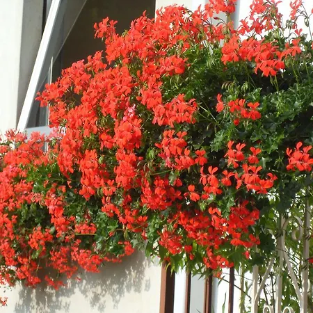 Ristorante Regina 2*